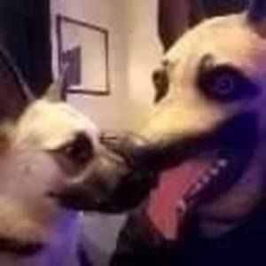 Meet your Posher, Greg